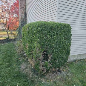 Bush Trimming by Jay Landscaping reviewed on April 20, 2022