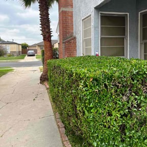 Bush Trimming by Forever Green FG LLC reviewed on April 11, 2025