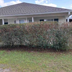 Bush Trimming by Patriot Lawn Service reviewed on May 1, 2025