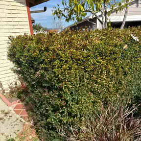 Bush Trimming by Progressive landscape & Consulting maintenance reviewed on July 10, 2021