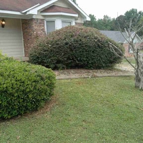 Bush Trimming by MY LANDSCAPER reviewed on August 2, 2024