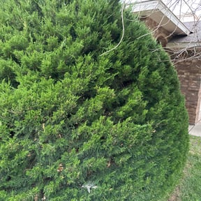 Bush Trimming by LSLTDallas/FortWorthTruGreen reviewed on June 14, 2025