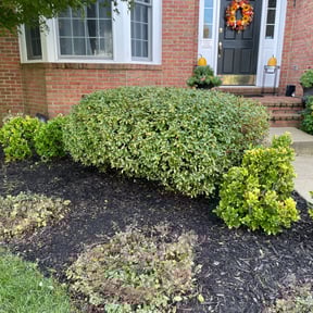 Bush Trimming by TruGreen LawnCare reviewed on June 23, 2025