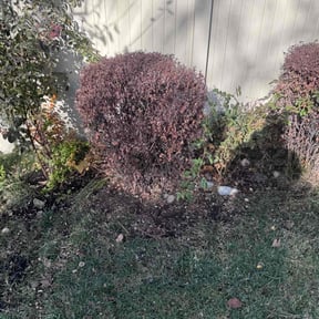 Leaf Removal by Big 3 Lawns and Landscaping reviewed on June 30, 2022
