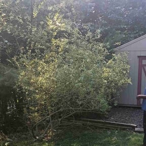 Bush Trimming by Hermano Landscape reviewed on August 4, 2022
