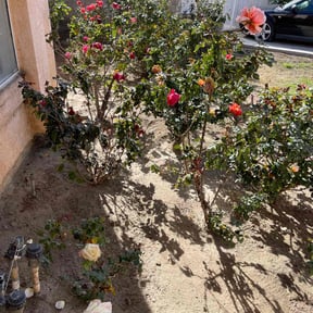Flower Bed Weeding by YardPro reviewed on July 21, 2020
