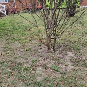 Leaf Removal by Cut n up lawn care services reviewed on October 9, 2020