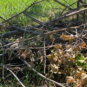 Cleanups by EZe quality scapes reviewed on July 2, 2025