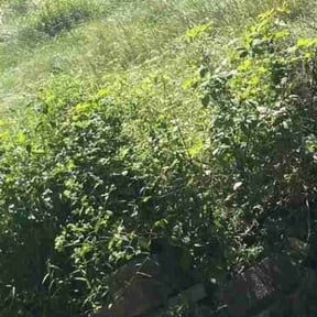 Bush Trimming by Bestway Lawn Care reviewed on June 12, 2020