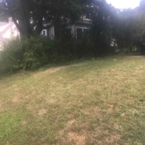 Bush Trimming by Proper Lawn Care Co reviewed on August 6, 2022