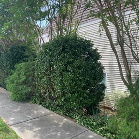 Bush Trimming by Ashby Lawn Service reviewed on June 6, 2022