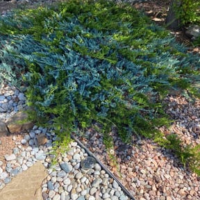 Bush Trimming by ARTHURS LAWN AND LANDSCAPE reviewed on July 12, 2022