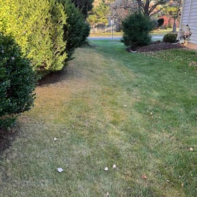 Leaf Removal by Precision cuts reviewed on August 3, 2022