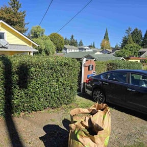 Bush Trimming by Joseph Fullner reviewed on October 24, 2022