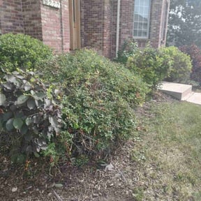 Bush Trimming by Conley Lawn care reviewed on May 28, 2022