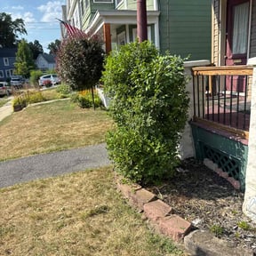 Bush Trimming by Martins property care reviewed on August 14, 2025