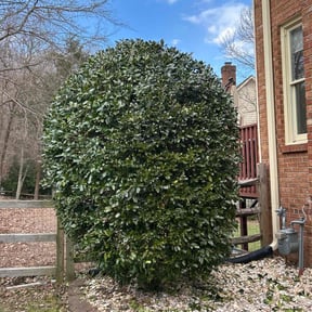 Bush Trimming by SSC LLC reviewed on July 29, 2022