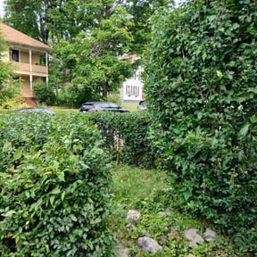 Bush Trimming by Shades of green reviewed on June 3, 2020
