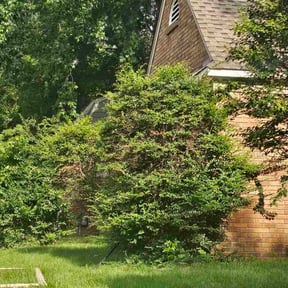 Bush Trimming by LSLTDallas/FortWorthTruGreen reviewed on July 11, 2025