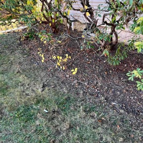 Leaf Removal by JoeMo. Lawn&Services reviewed on May 12, 2022