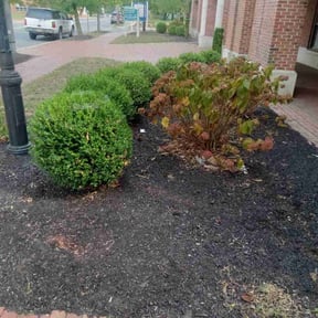Bush Trimming by NRB Landscape Services reviewed on July 13, 2022