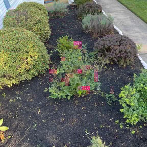 Flower Bed Weeding by DMB grounds LLC reviewed on August 9, 2021