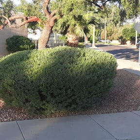 Bush Trimming by Cutting up Lawn and Tree Care reviewed on August 13, 2021