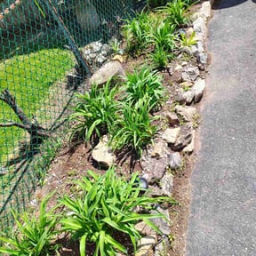 Flower Bed Weeding by Polanco Abel Lawn Care reviewed on July 6, 2025