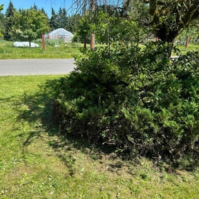 Bush Trimming by Family Lawn Care reviewed on June 11, 2022