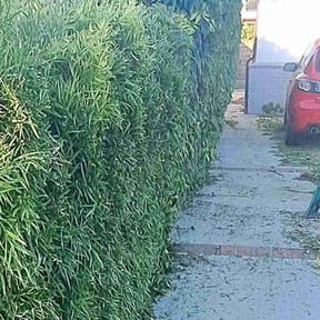 Bush Trimming by Cem construction reviewed on November 10, 2022