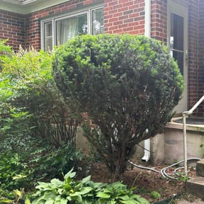 Bush Trimming by A Closer Look Residential Inspections LLC reviewed on April 7, 2022