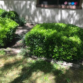 Bush Trimming by Nature's Beauty Landscaping reviewed on April 25, 2022