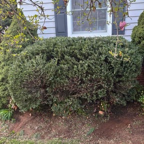 Bush Trimming by Chomp Mowers reviewed on October 19, 2022