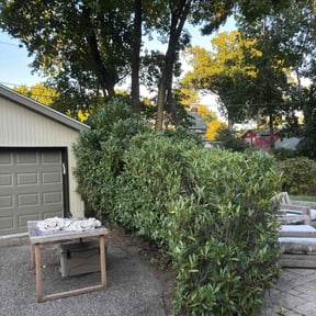 Bush Trimming by Pemberton Home Improvements reviewed on May 25, 2022