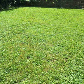 Weeding by K.G.M SERVICES LLC. reviewed on April 26, 2025