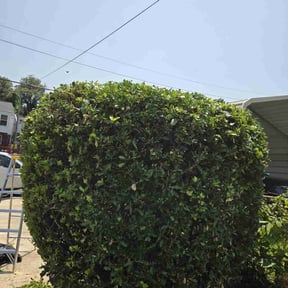 Bush Trimming by Collins Lawn Care reviewed on October 9, 2021