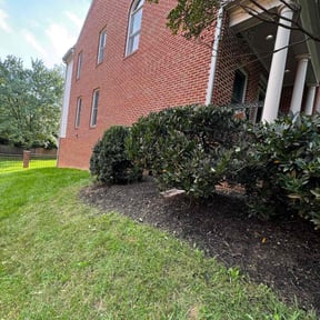 Bush Trimming by C & I reviewed on July 18, 2022