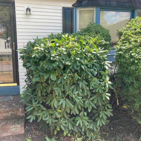 Bush Trimming by Cutting Under Pressure reviewed on June 6, 2022