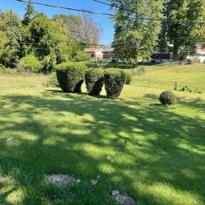 Bush Trimming by TruGreen LawnCare reviewed on April 28, 2025