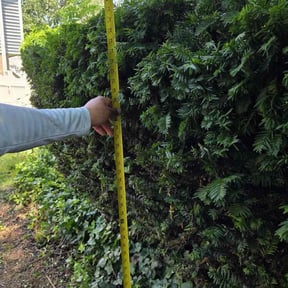 Bush Trimming by Y&amp;R reviewed on August 3, 2024