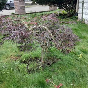 Bush Trimming by Enclave Landscape Management reviewed on July 24, 2022