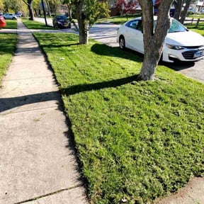 Bush Trimming by Trademark Complete Lawn Care Services reviewed on April 12, 2025