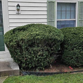 Bush Trimming by BENNETT LINKS SOLUTIONS reviewed on June 1, 2022