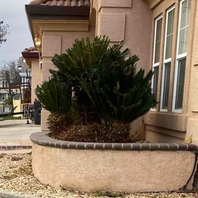 Bush Trimming by Rouse Curb Appeal reviewed on June 12, 2022
