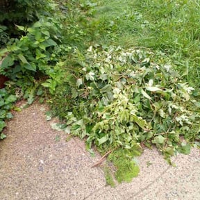 Bush Trimming by PRECISE DEFINITION MAINTENANCE LLC reviewed on July 26, 2022