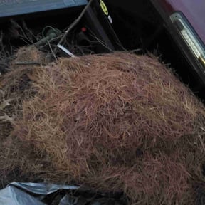 Leaf Removal by First service reviewed on June 2, 2022