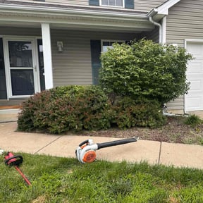 Bush Trimming by Tegridy Mushrooms LLC reviewed on June 3, 2022