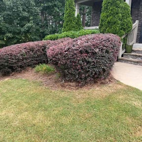 Bush Trimming by Supreme Lawn Care and Junk Removal reviewed on April 8, 2025