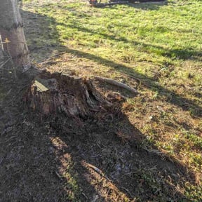 Leaf Removal by Reel Mowers reviewed on August 8, 2022