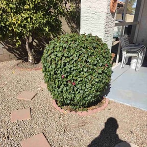 Bush Trimming by maintenance and landscaping reviewed on May 23, 2025